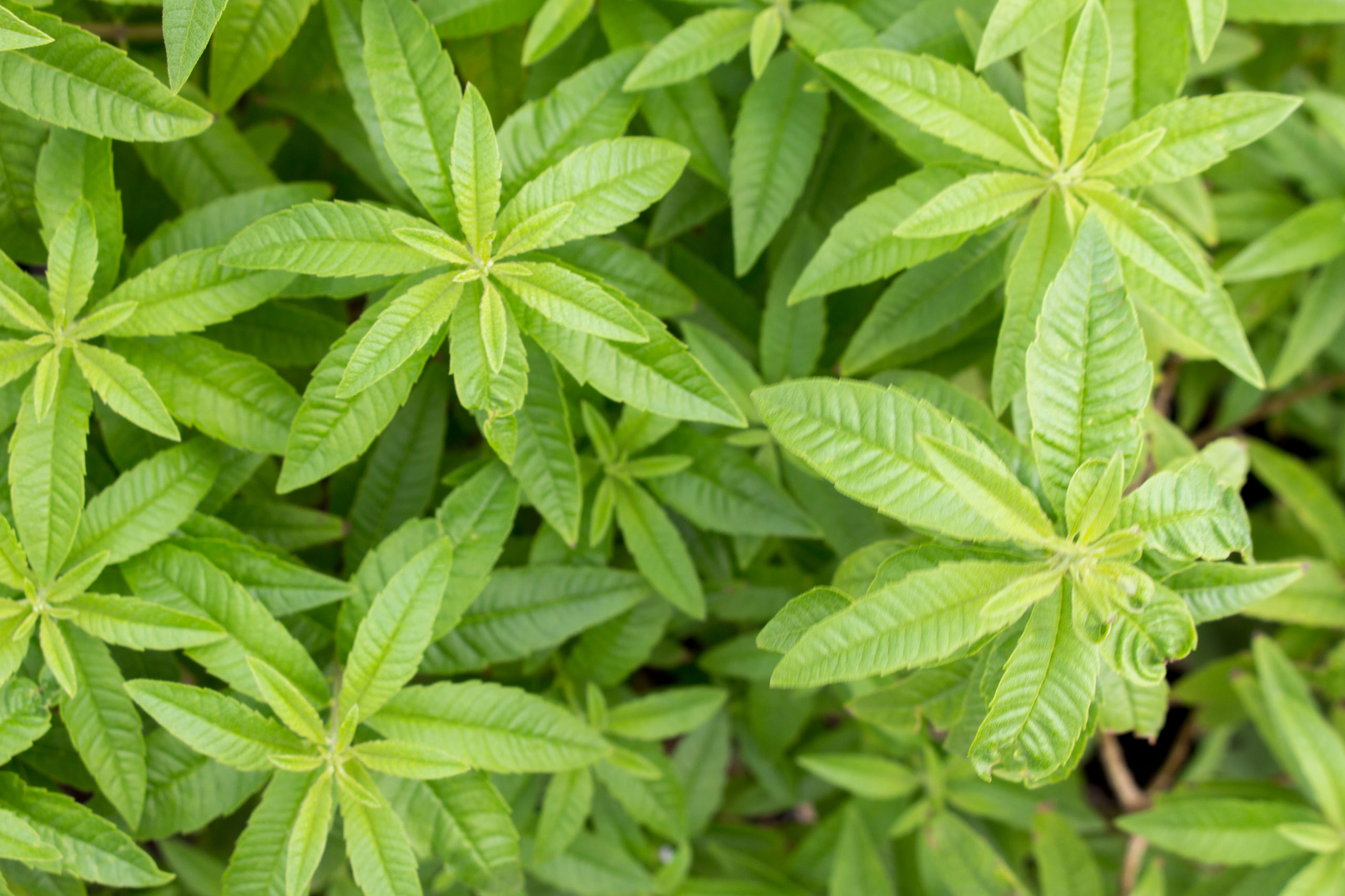 • Lemon Verbena