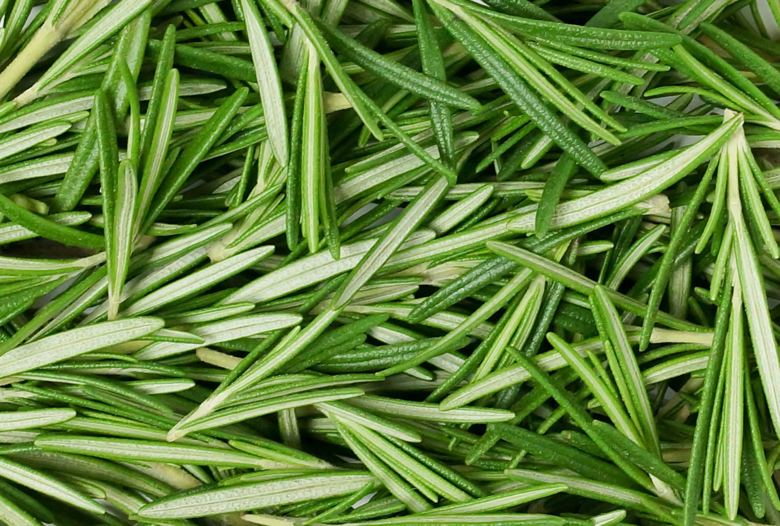 Rosemary Leaf - Colours