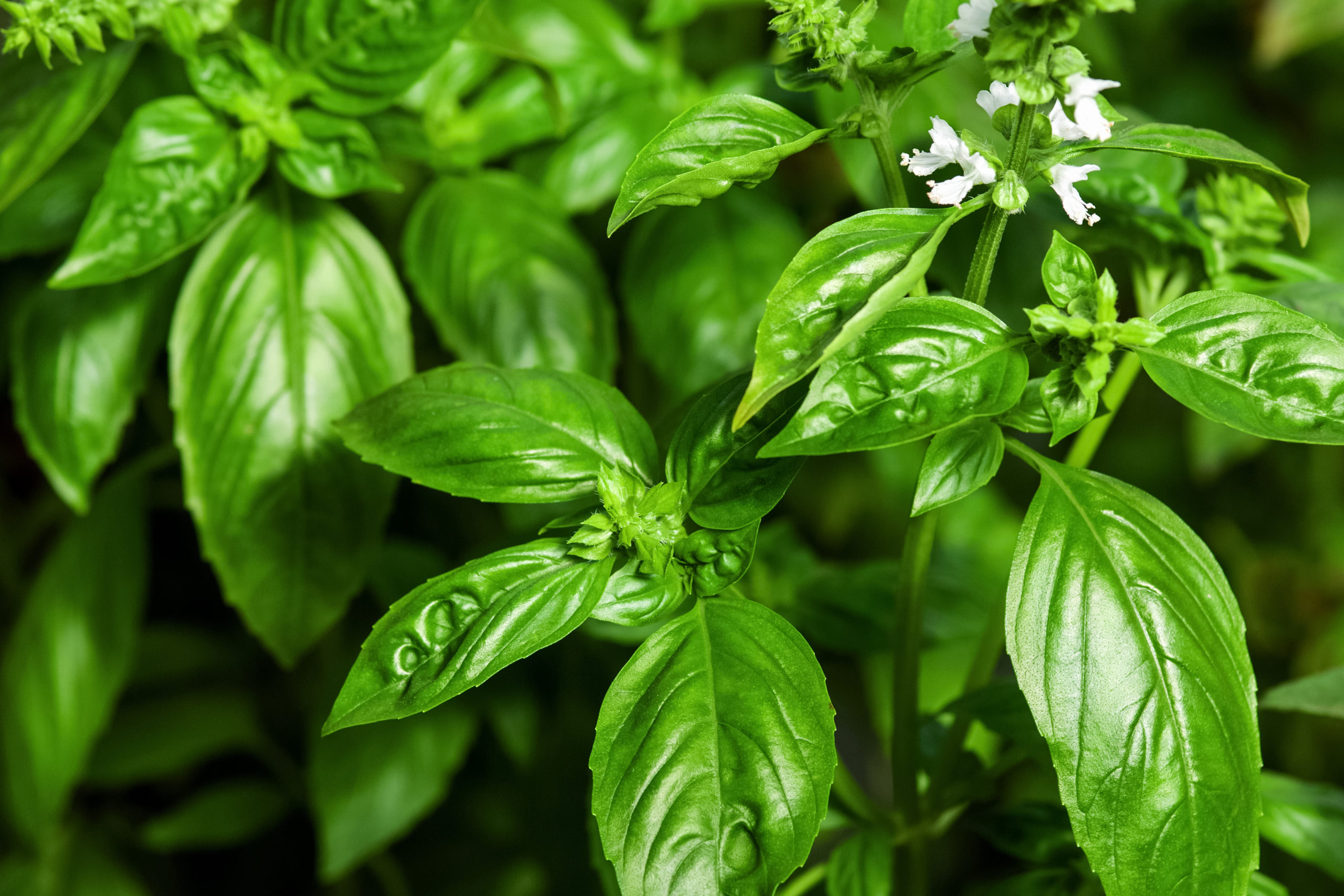 basil leaf in malay