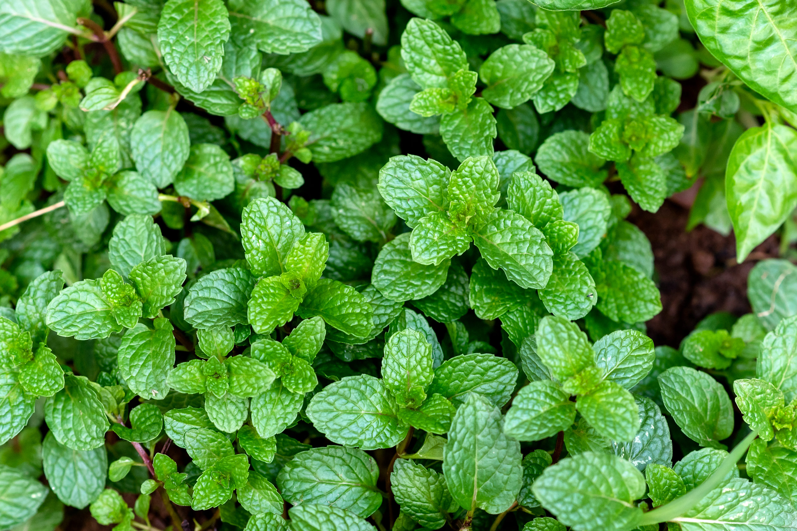 Practice leaf-to-root eating on all that mint taking over your garden