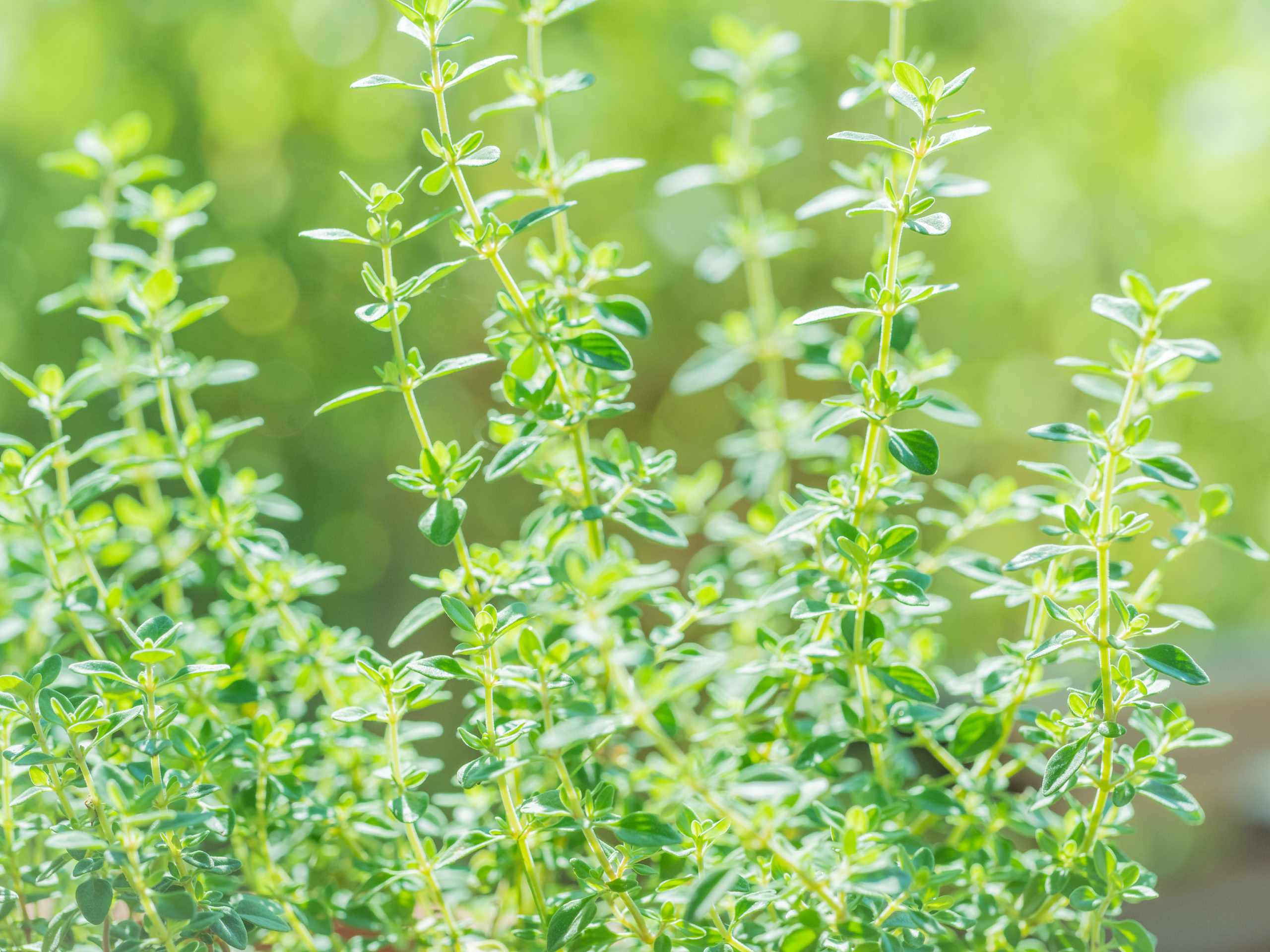 thyme leaf