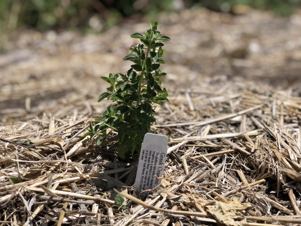 Thyme – Urban Tilth